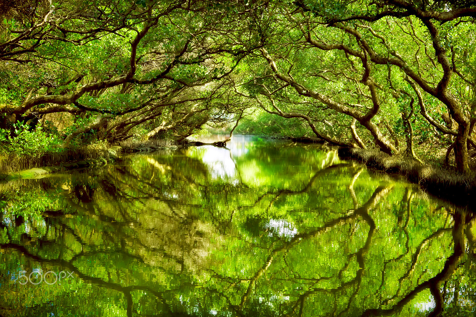 Canon EOS-1D X sample photo. Green tunnel photography