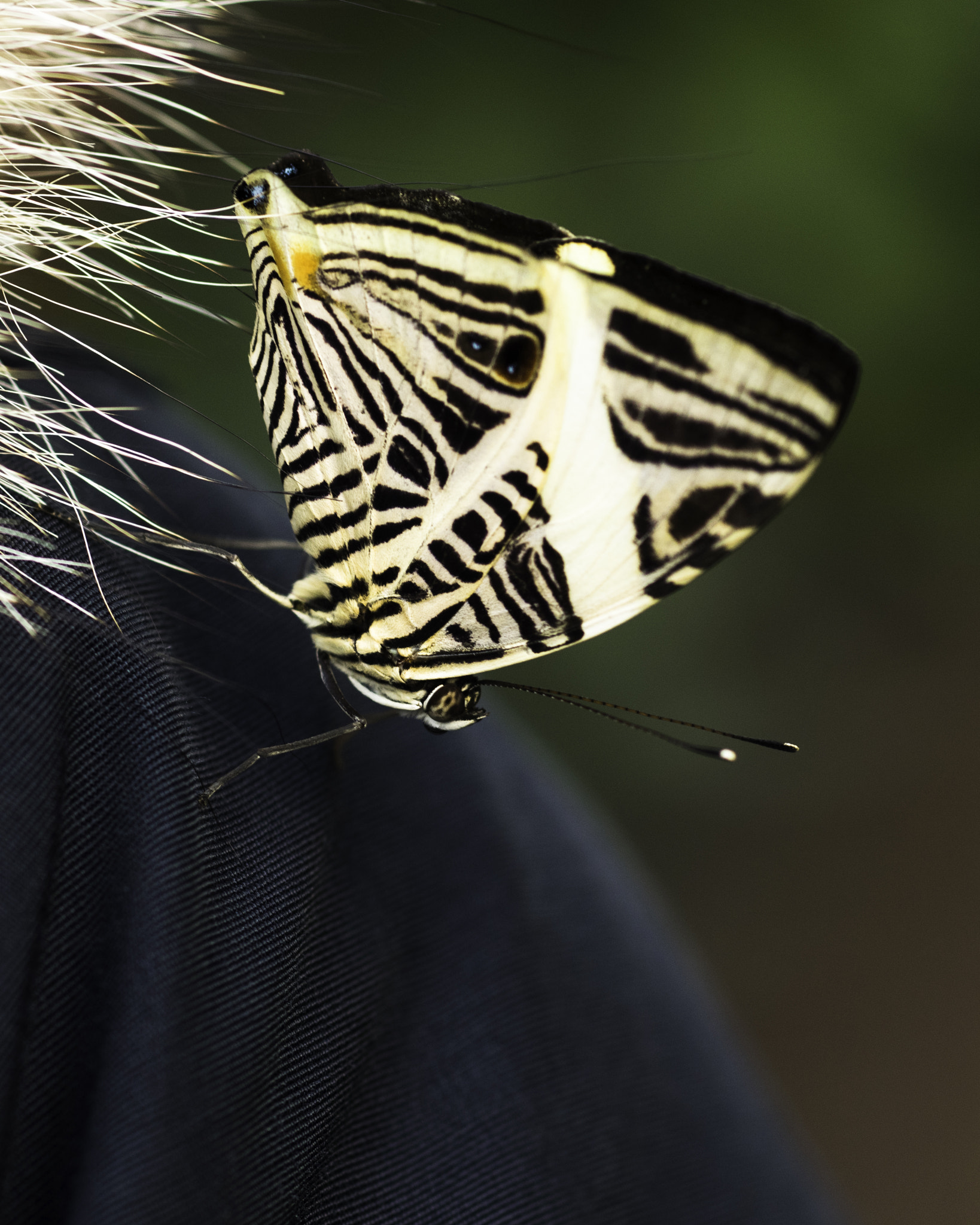 Pentax K-3 sample photo. Papillon sur une épaule photography