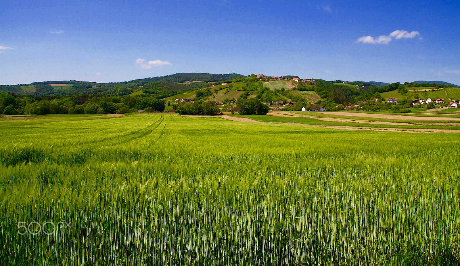 Canon EOS 40D sample photo. Fields of green photography
