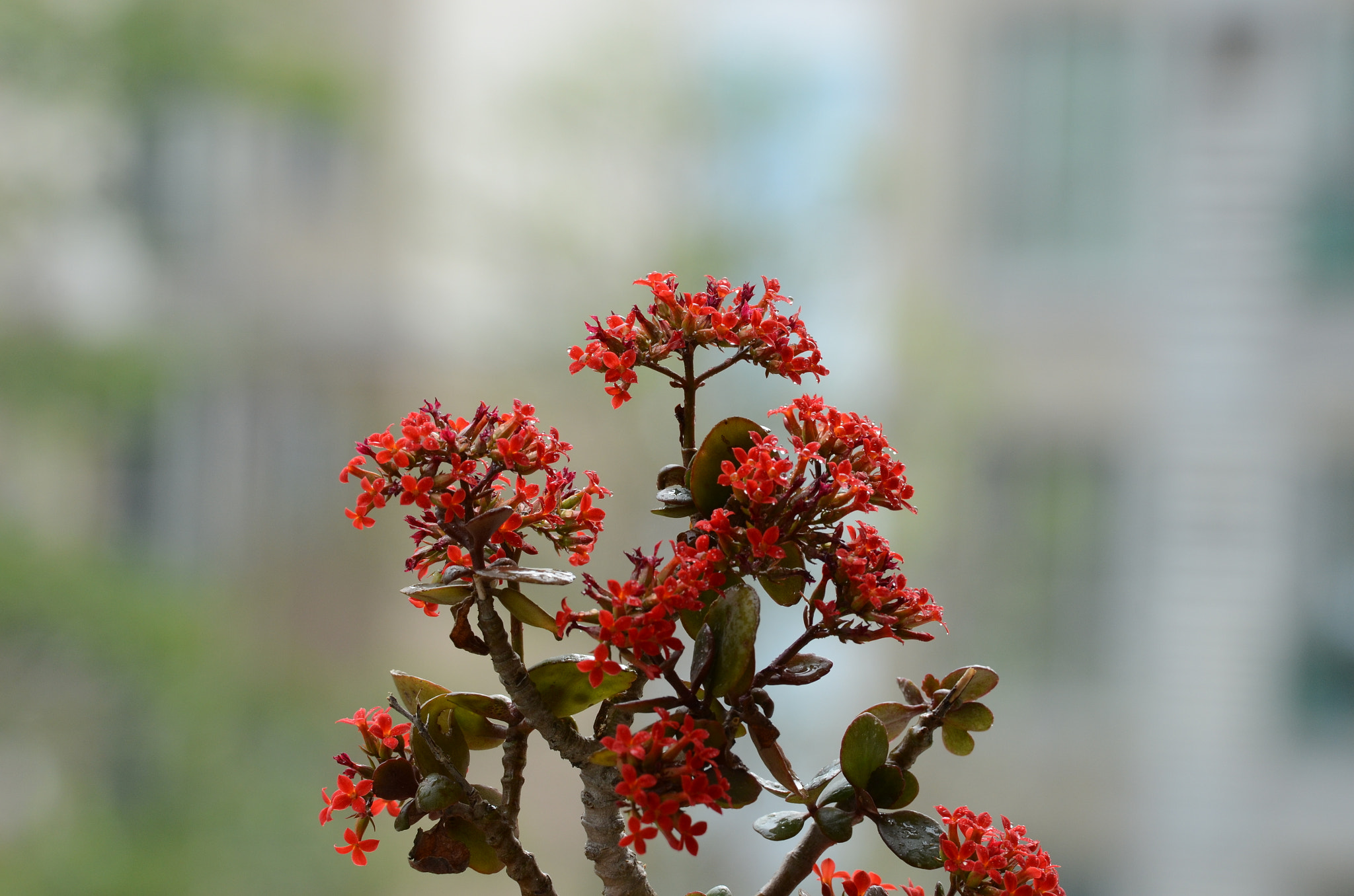 Nikon AF-S Nikkor 70-200mm F2.8G ED VR II sample photo