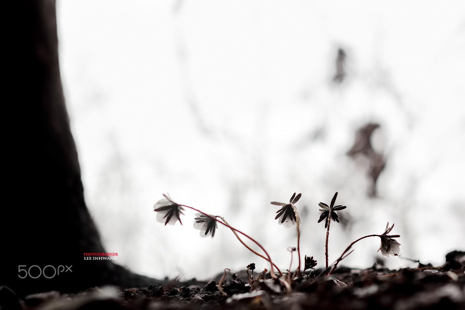 ZEISS Makro-Planar T* 50mm F2 sample photo. Just feel the nature - eranthis byunsanensis photography