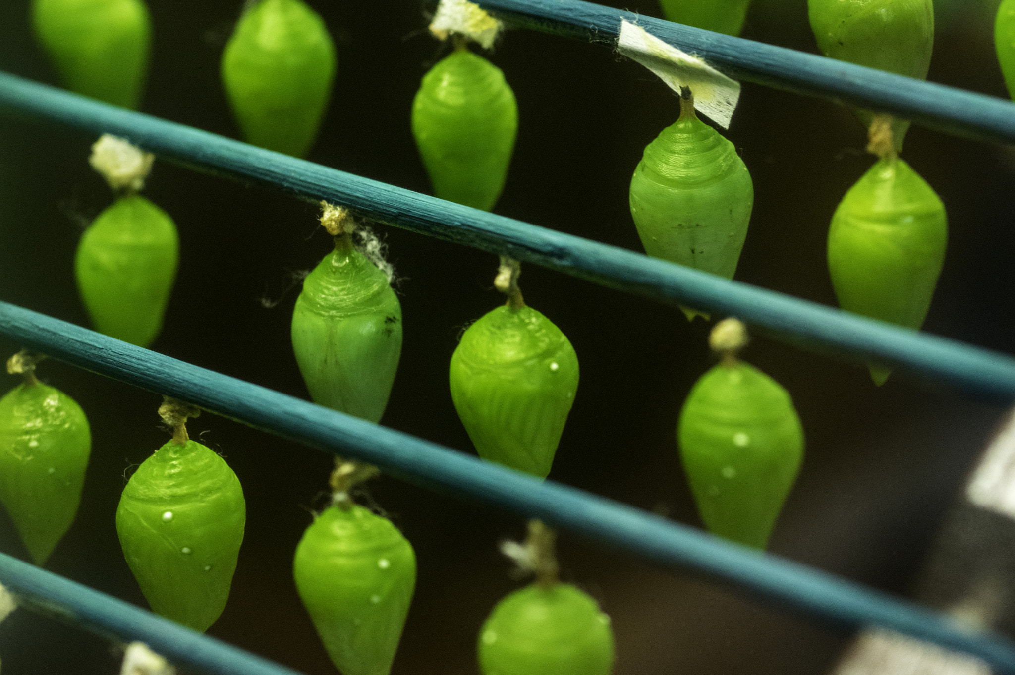 A Series Lens sample photo. Ferme de cocons photography