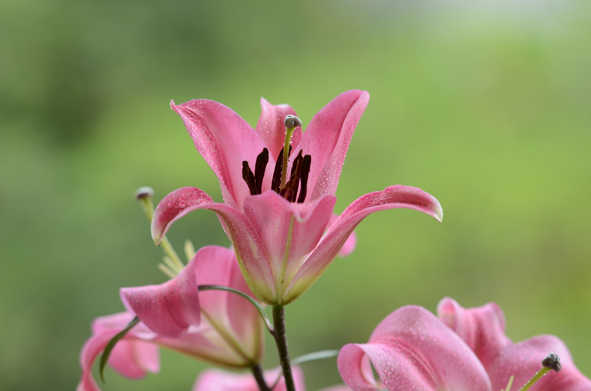 Nikon AF-S Nikkor 70-200mm F2.8G ED VR II sample photo
