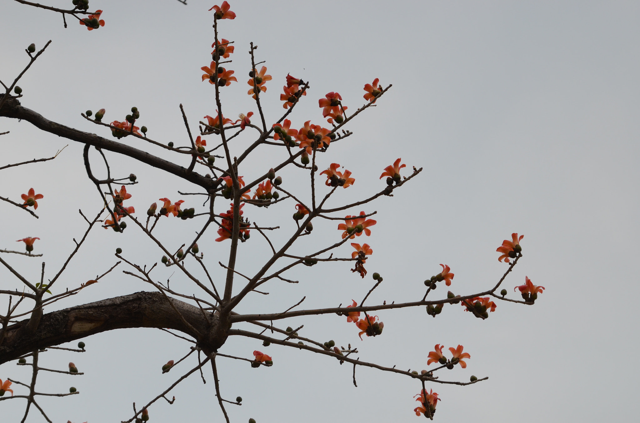 Nikon AF-S Nikkor 70-200mm F2.8G ED VR II sample photo. Kapok photography