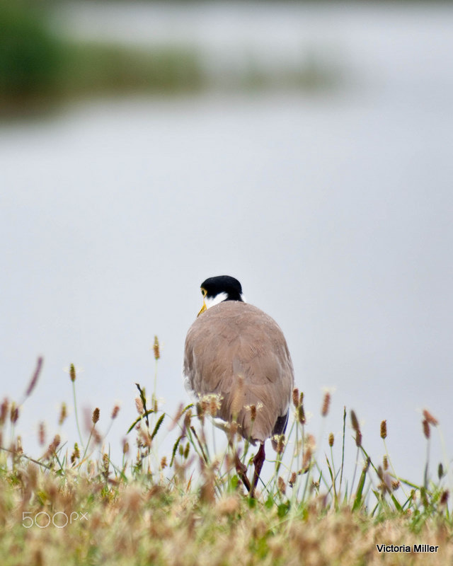 Pentax K-7 sample photo. Skate and lake crop photography