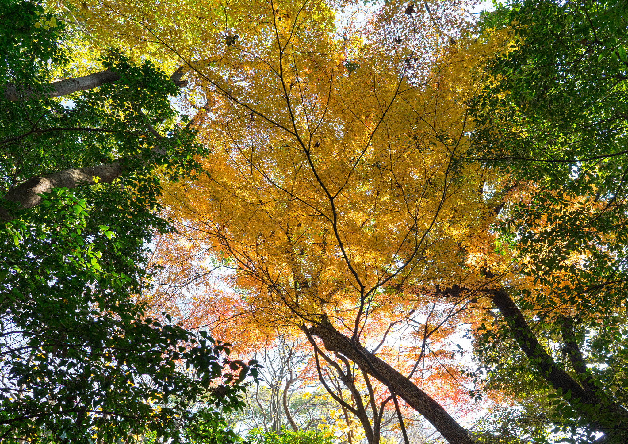 Sony a7 II sample photo. Gold and green photography