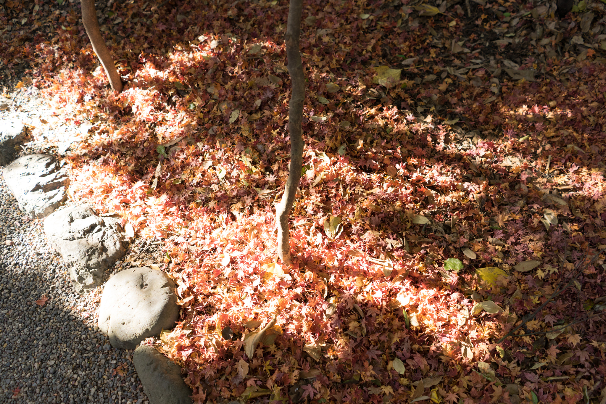 Sony a7 II sample photo. Leaves fall photography