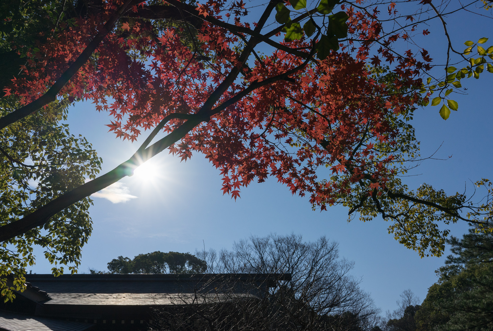 Sony FE 28mm F2 sample photo. Red leaves photography
