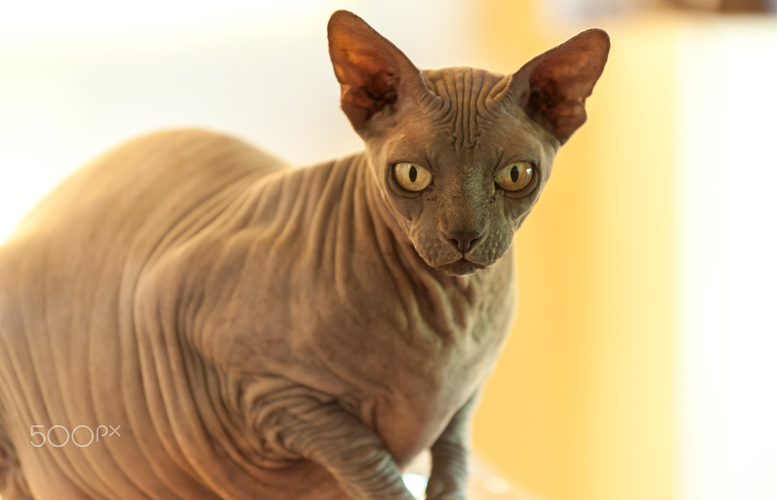 Nikon AF-S Nikkor 70-200mm F4G ED VR sample photo. Sphynx cat photography