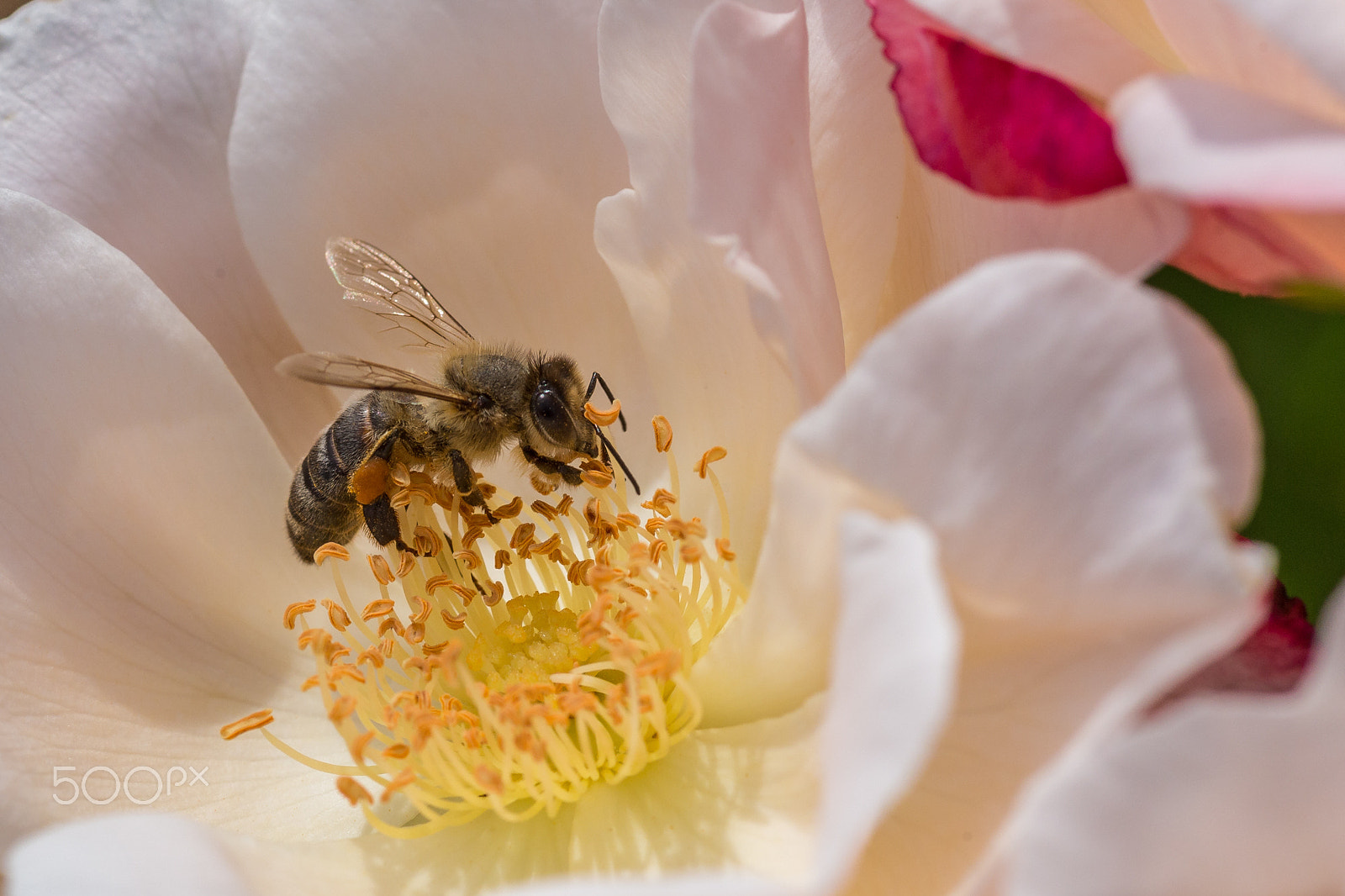 Canon EOS 6D + Canon EF 100mm F2.8 Macro USM sample photo. Past summer photography