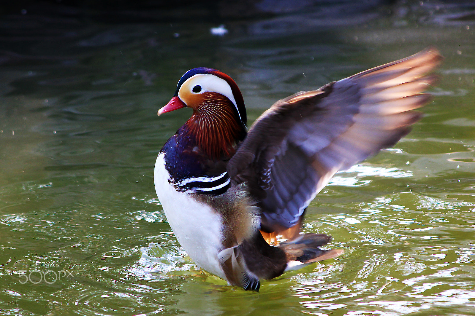 Canon EF 70-300mm F4-5.6 IS USM sample photo. Mandarin duck photography