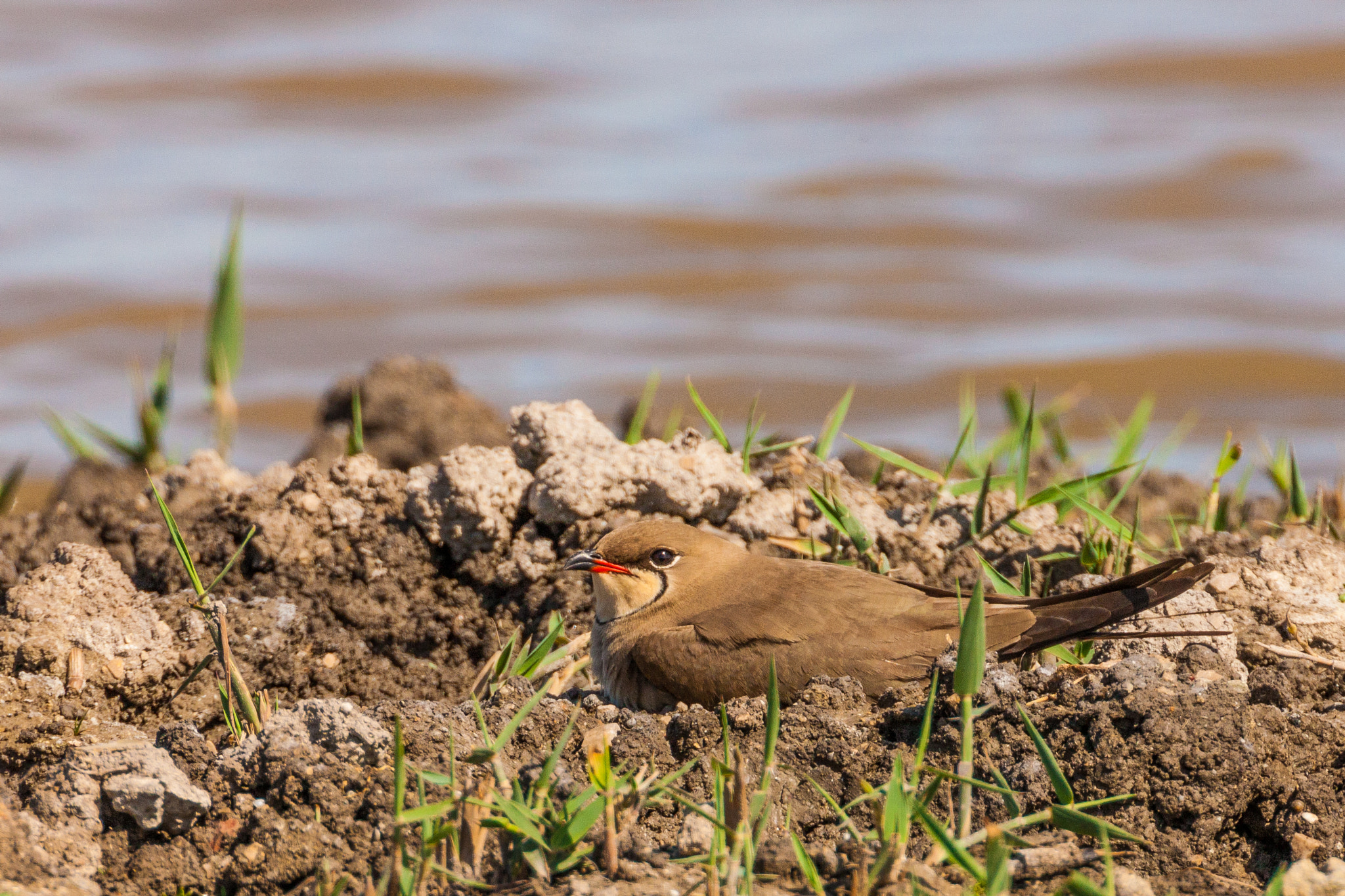 Canon EF 500mm F4L IS USM sample photo. Collared pratincole sitting on nest photography