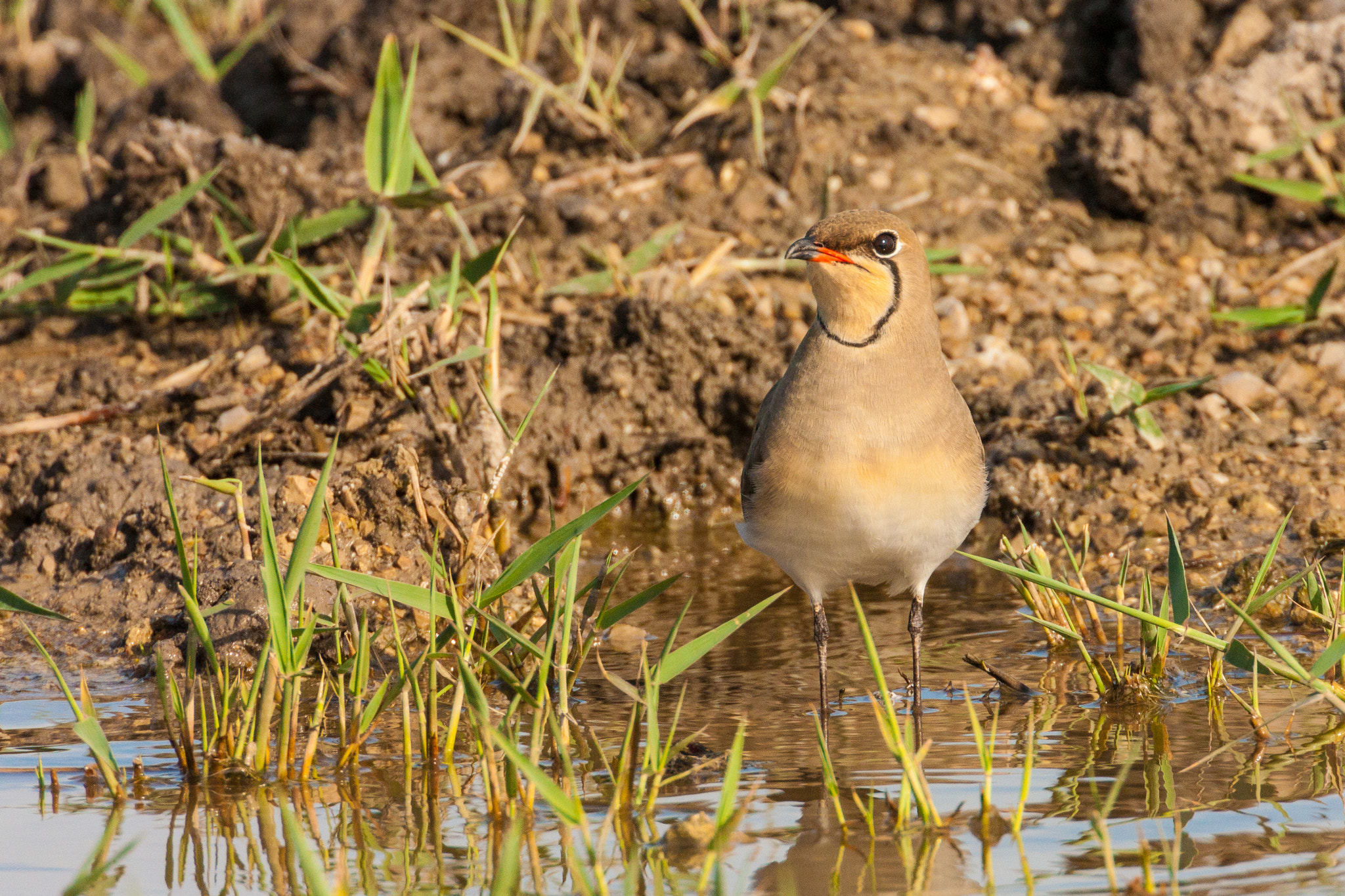 Canon EOS-1Ds Mark III + Canon EF 500mm F4L IS USM sample photo. Collared pratincole standing at a small pond photography