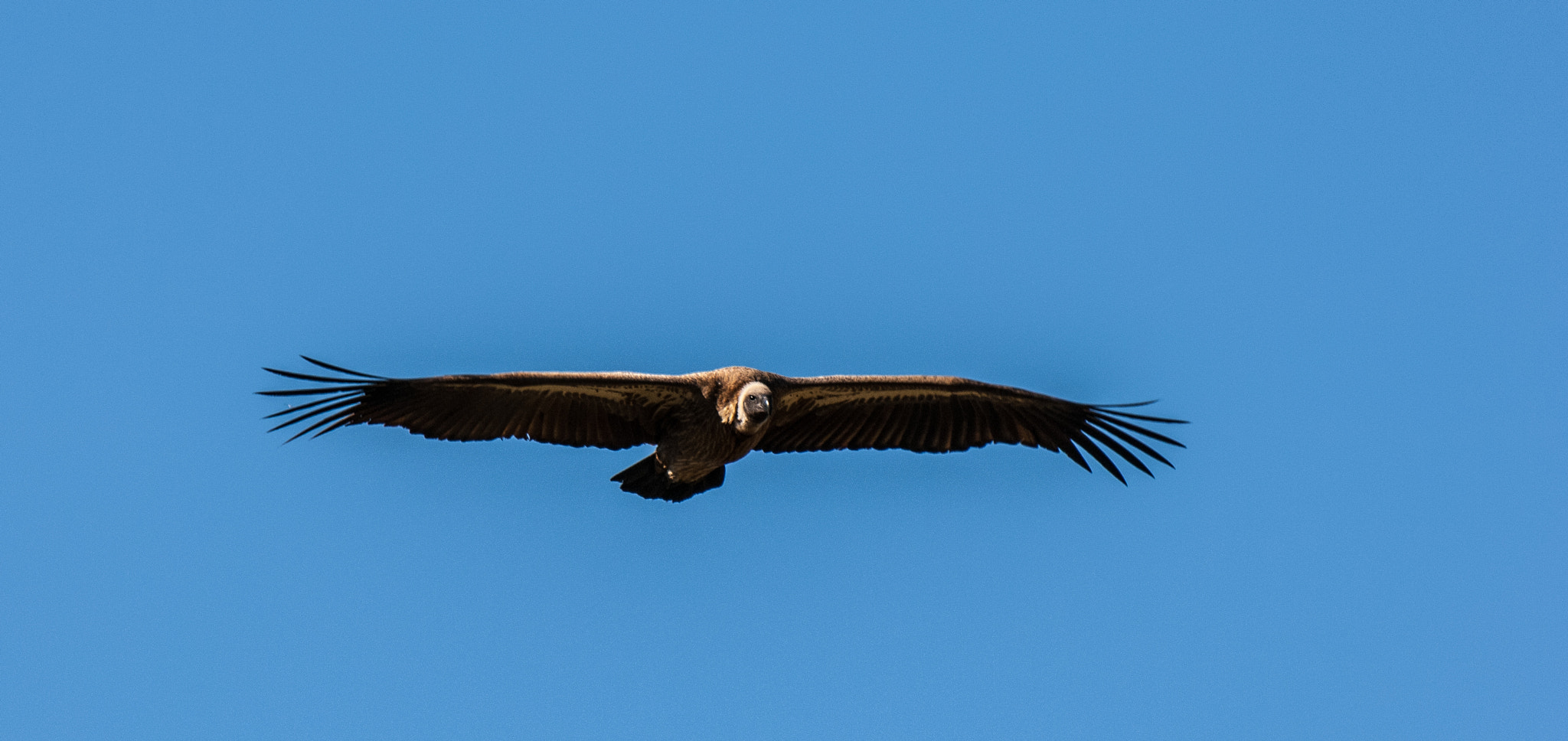 Nikon D2X + Nikon AF-S Nikkor 200-400mm F4G ED-IF VR sample photo. African white backed vulture photography