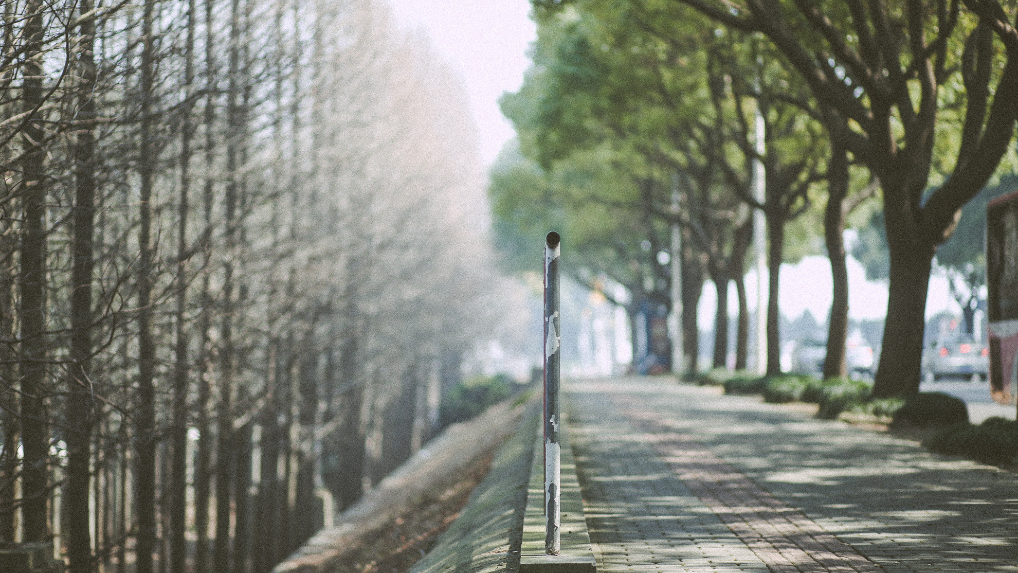 Canon EF 85mm F1.8 USM sample photo