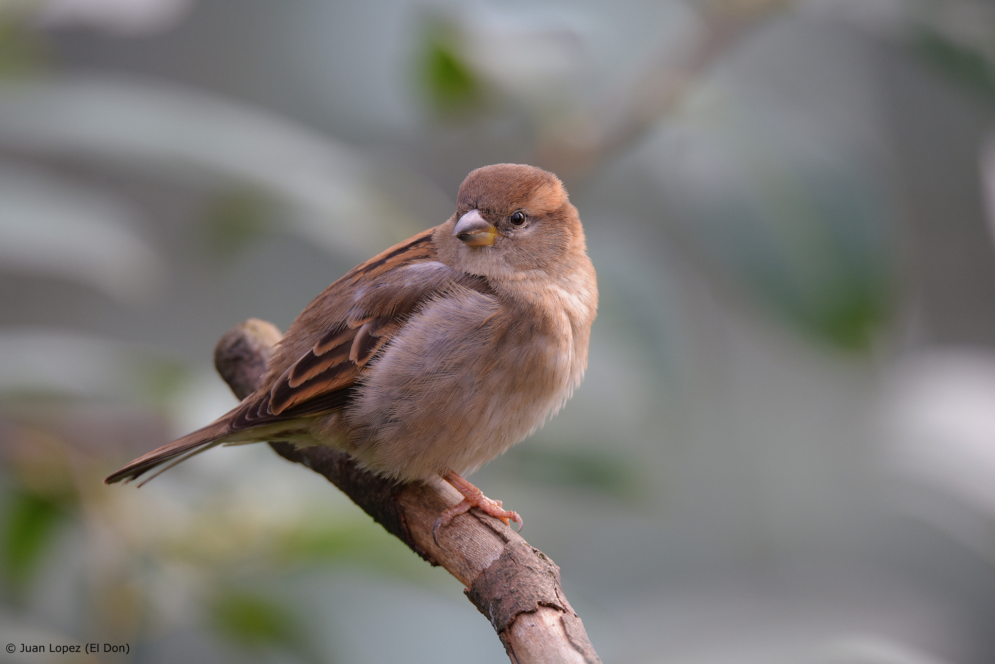 Sigma 150-600mm F5-6.3 DG OS HSM | S sample photo. Bird photography