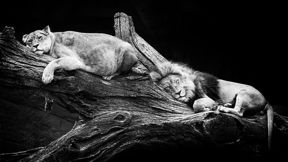 Sony SLT-A65 (SLT-A65V) + Sony 85mm F2.8 SAM sample photo. Sleepy lions photography