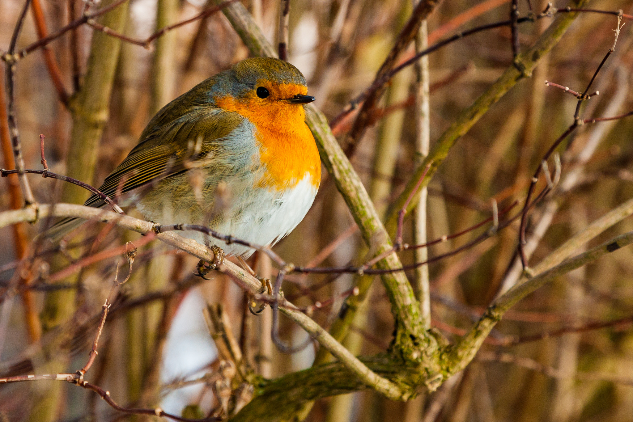 Canon EOS-1Ds Mark III + Canon EF 24-105mm F4L IS USM sample photo. Redbreast sitting in a bush photography