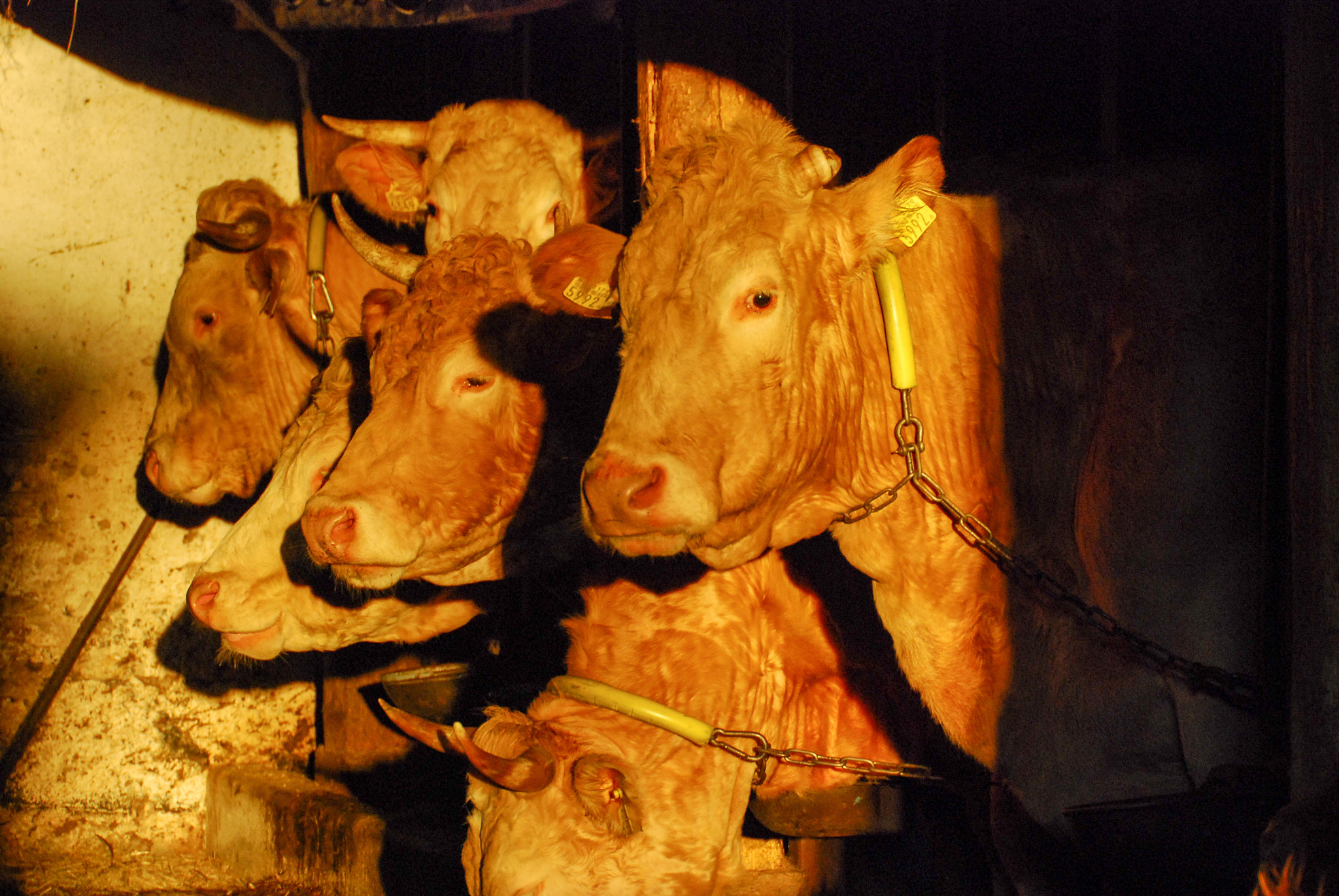 Nikon D80 sample photo. Cows in stable - sunset photography