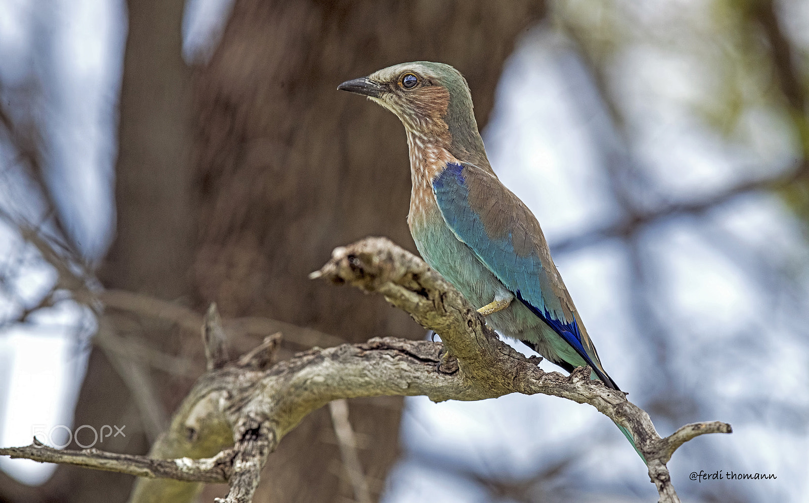 Canon EOS-1D X Mark II sample photo. Purple roller.. photography