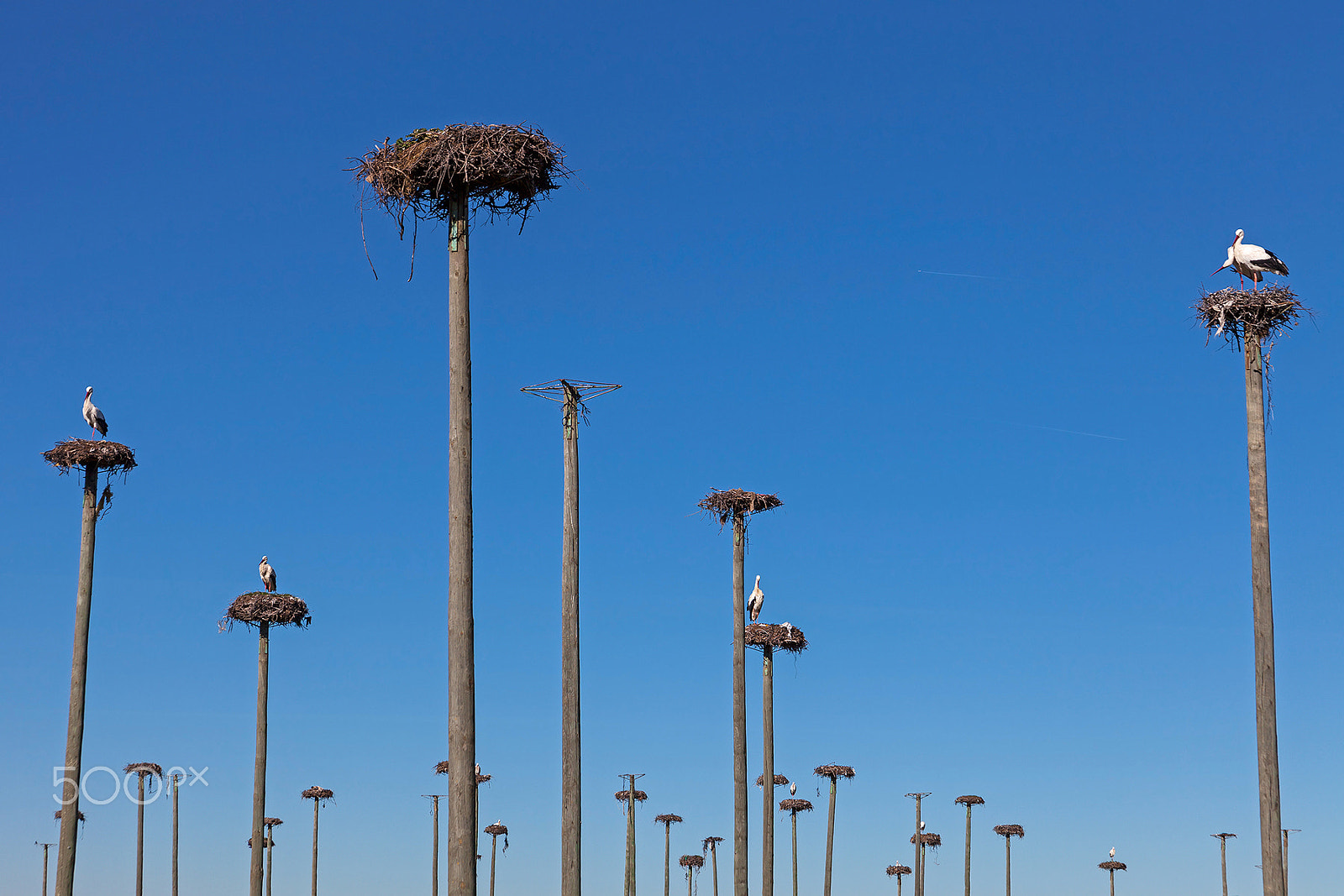 Canon EF 28-135mm F3.5-5.6 IS USM sample photo. Storks photography