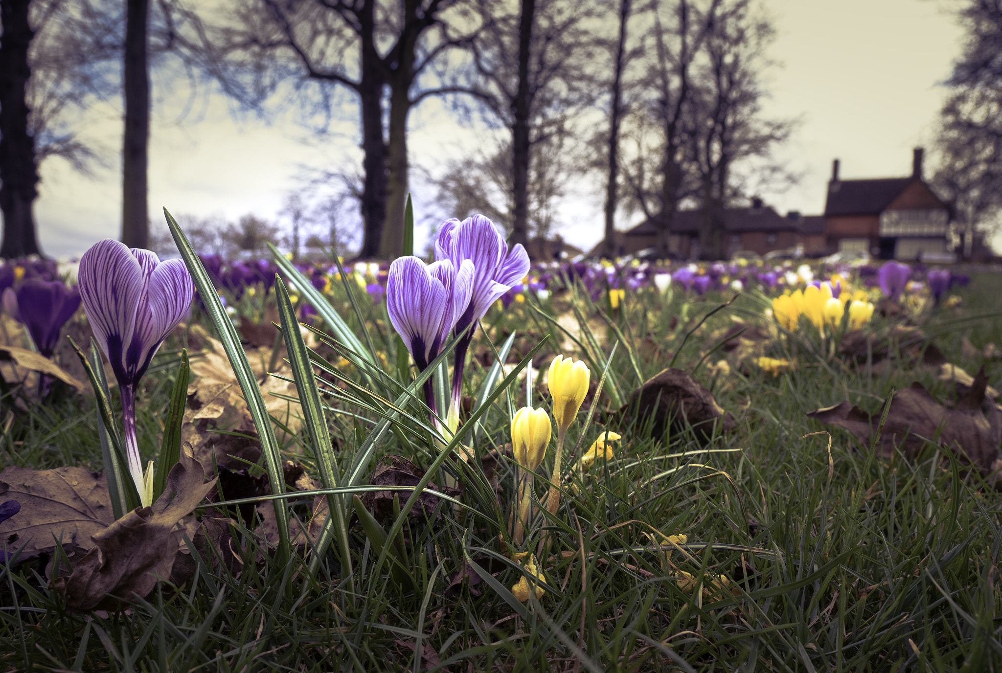 Panasonic Lumix DMC-GX85 (Lumix DMC-GX80 / Lumix DMC-GX7 Mark II) sample photo. Spring has sprung in stoke park photography