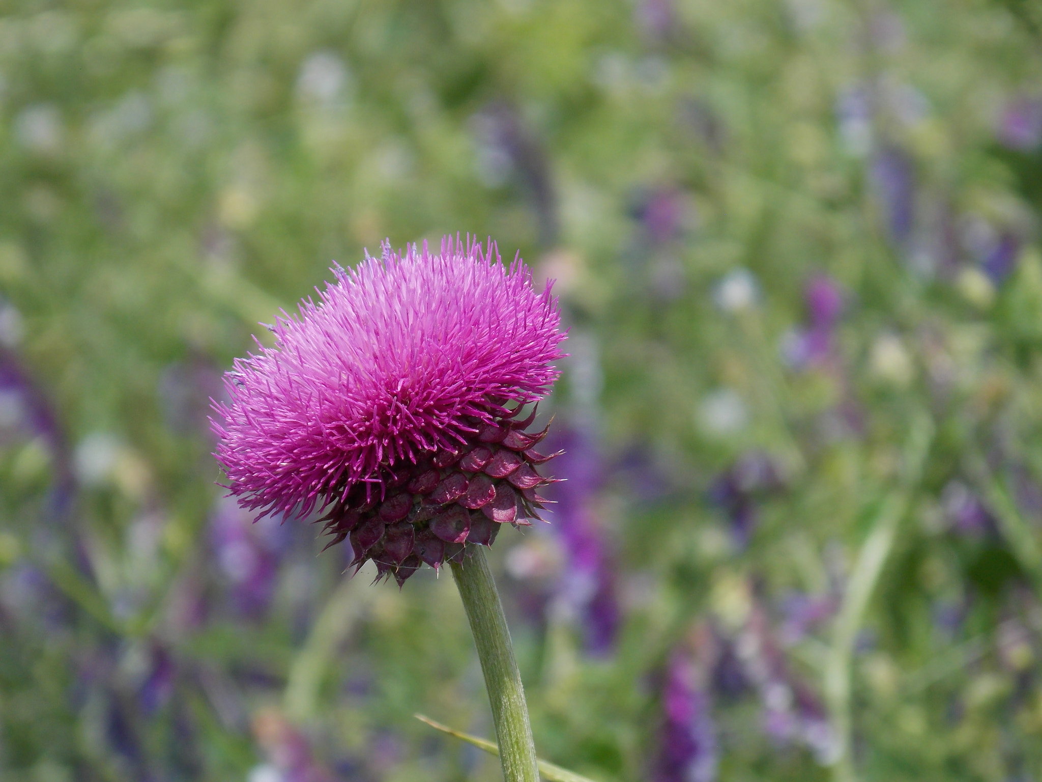 Nikon COOLPIX L320 sample photo. Wild flower photography