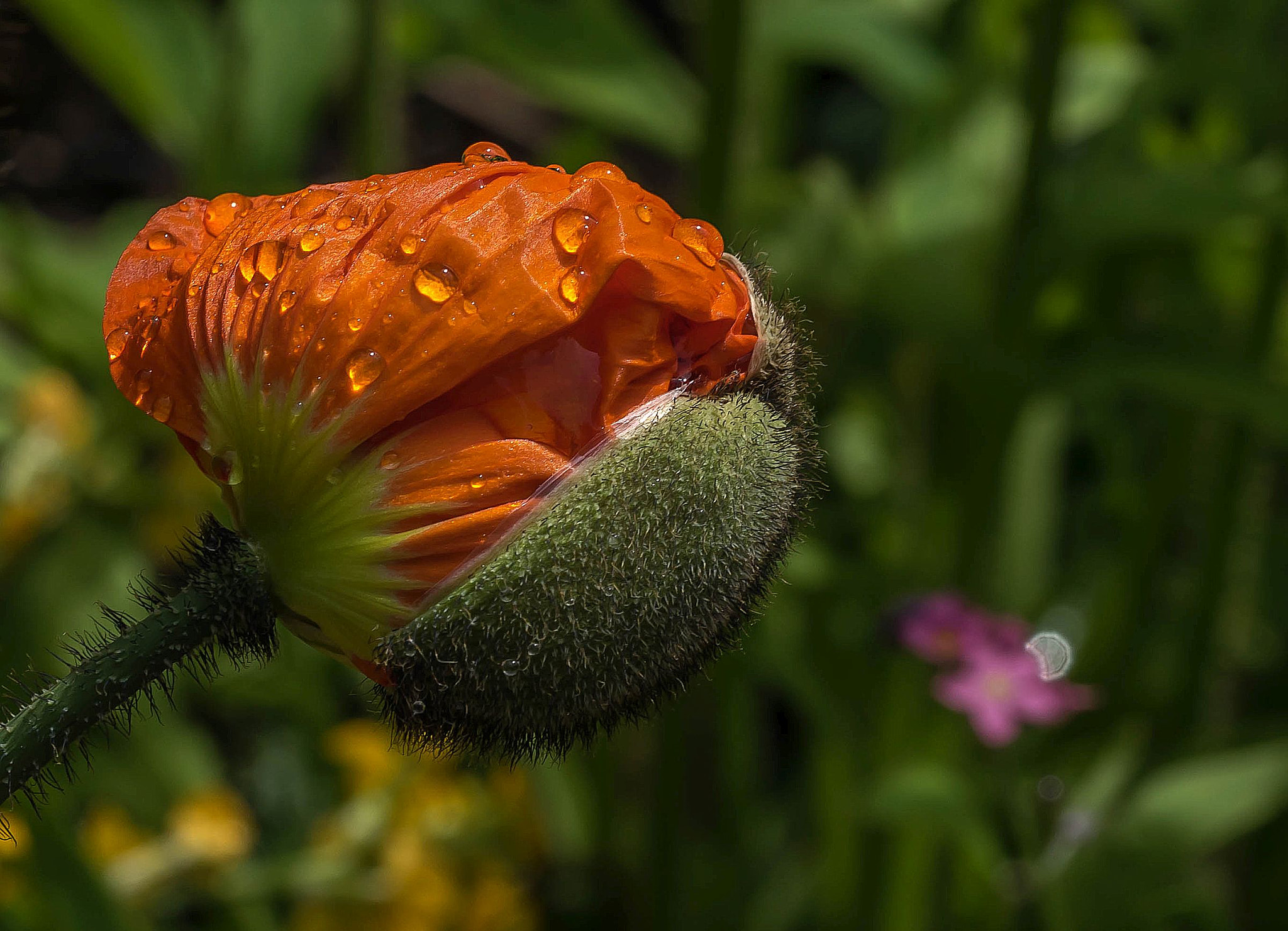 Sony a7R + Sony FE 90mm F2.8 Macro G OSS sample photo. Poppy photography