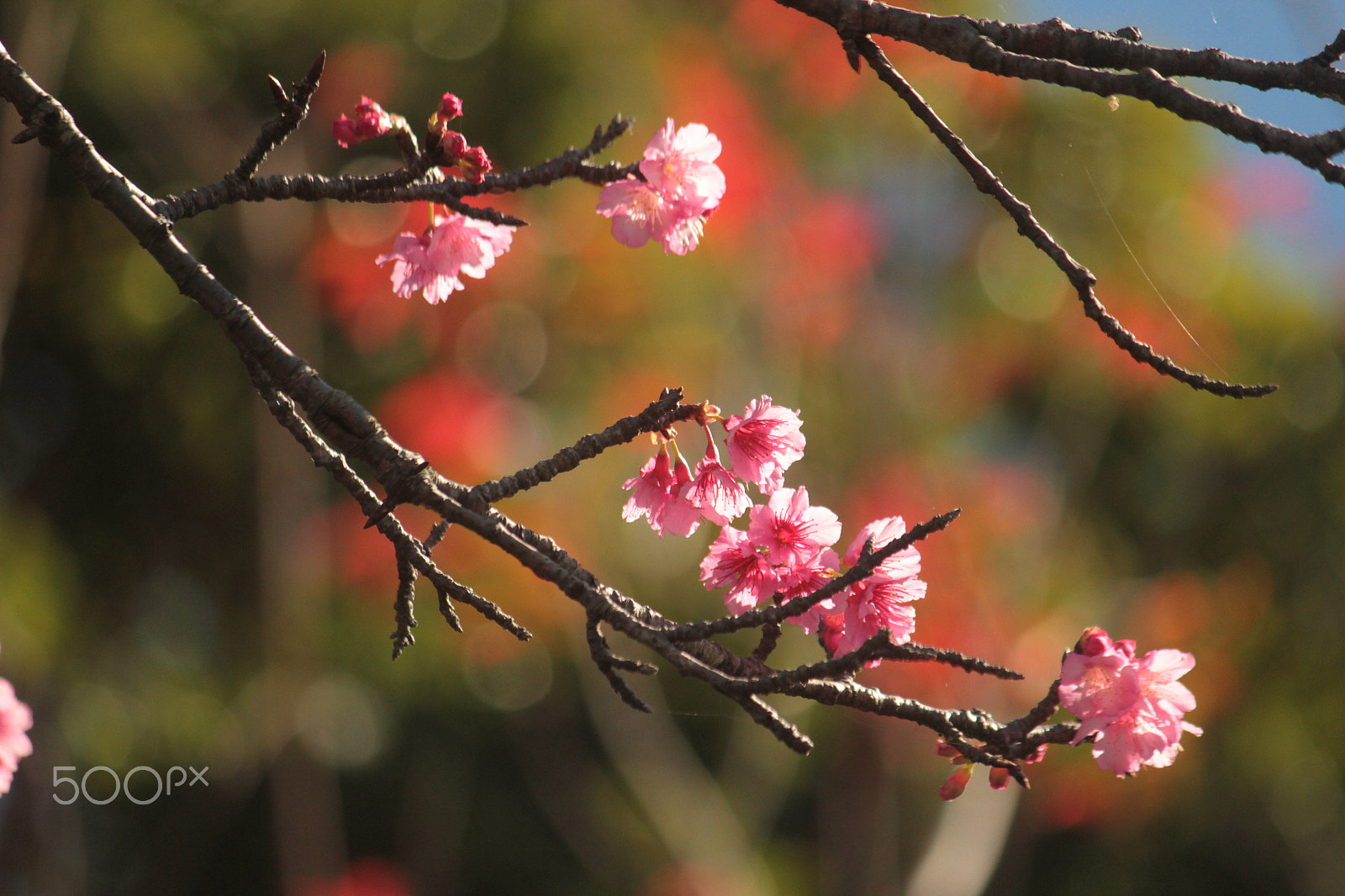 Canon EF-S 55-250mm F4-5.6 IS sample photo. Warmth photography