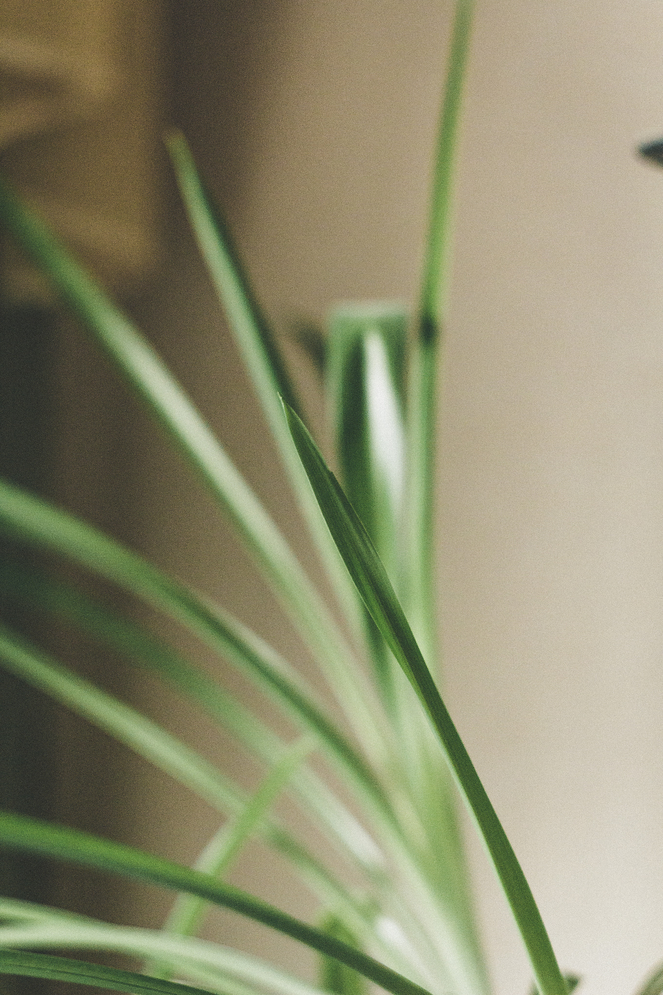 Canon EF 35-80mm f/4-5.6 sample photo. Workplace flowers photography