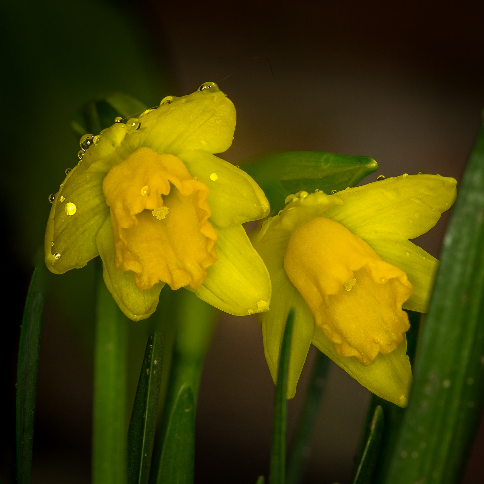 Sony SLT-A58 + 105mm F2.8 sample photo. Narcis photography