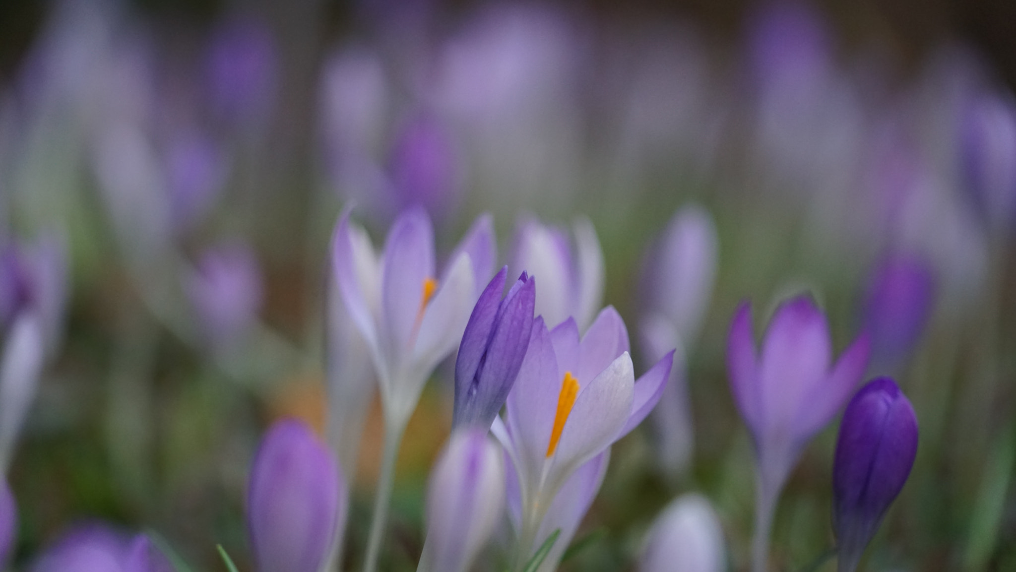 Sony FE 24-240mm F3.5-6.3 OSS sample photo. Crocus photography