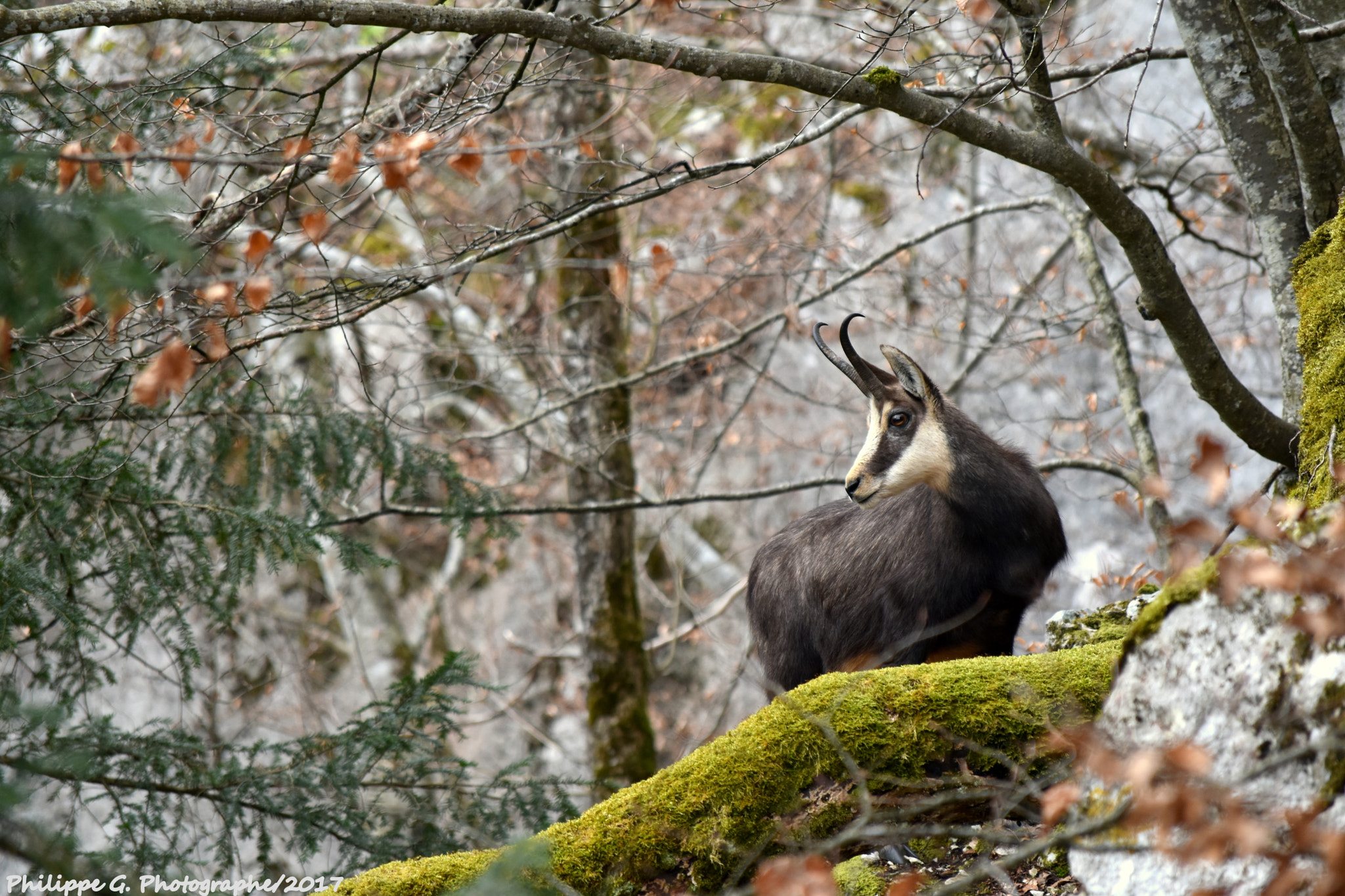 Nikon D5500 sample photo. Chamois en observation photography