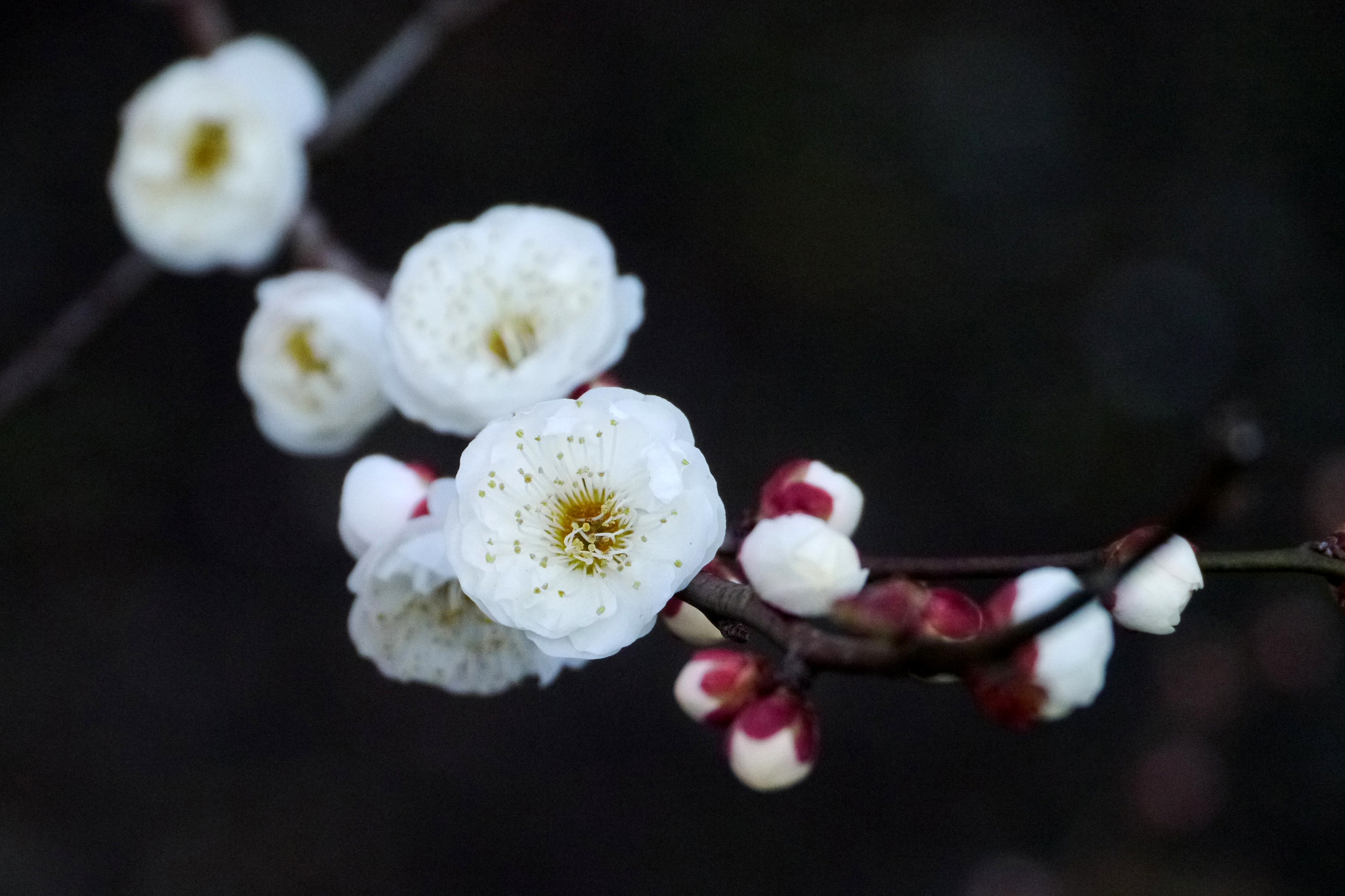 Panasonic Lumix DMC-GX1 sample photo. Spring has come photography