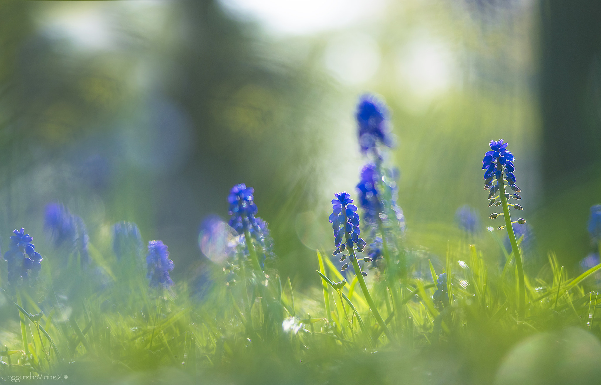 Sigma 120-400mm F4.5-5.6 DG OS HSM sample photo. Springfeeling photography