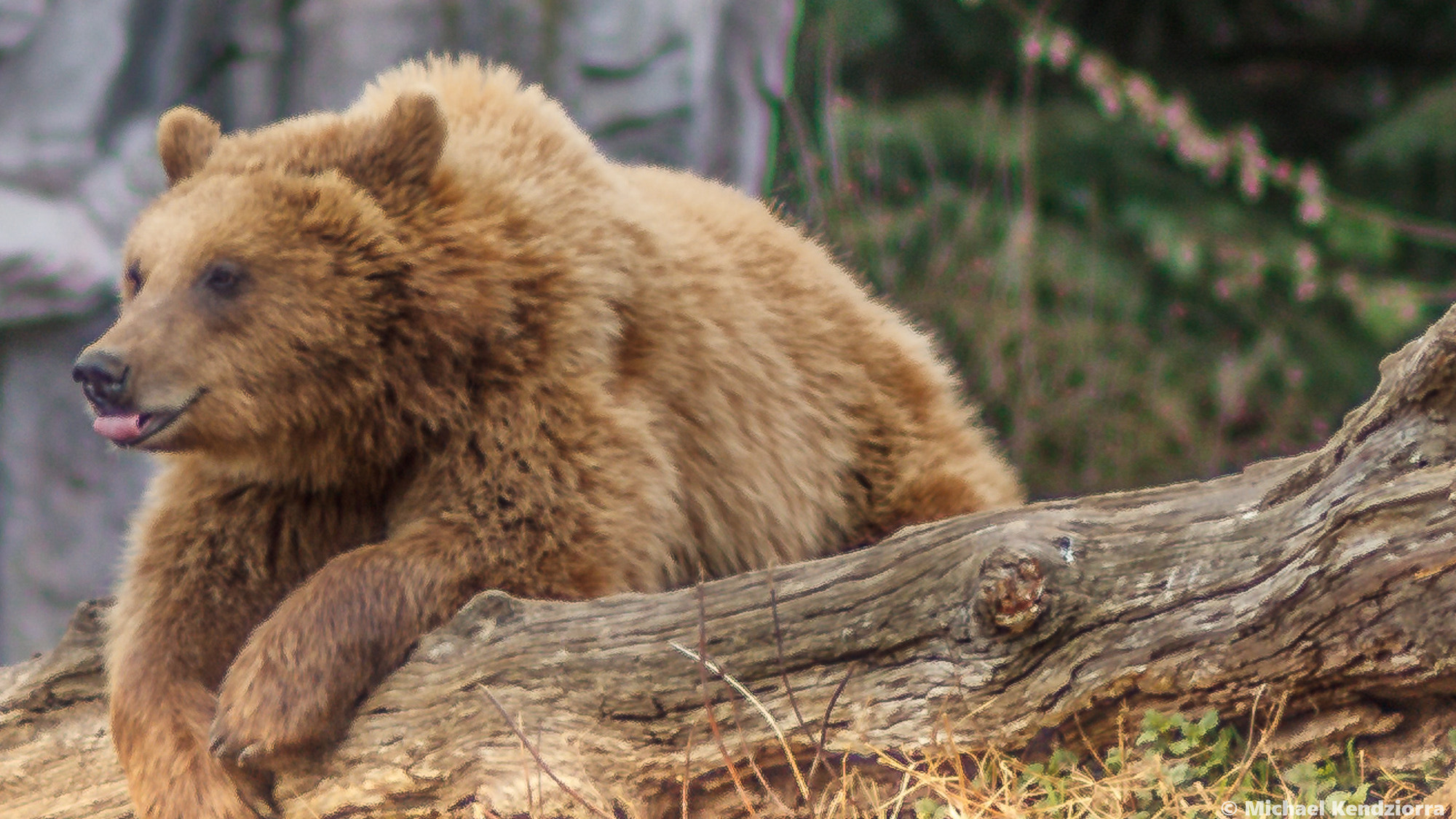 Canon EOS 750D (EOS Rebel T6i / EOS Kiss X8i) + Canon EF 85mm F1.8 USM sample photo. Mr.bear 2 photography