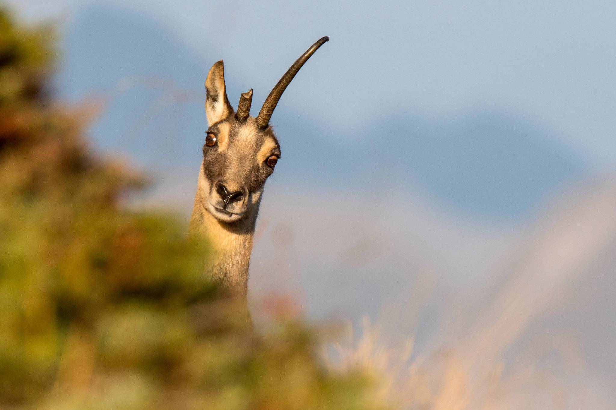 Canon EOS 7D Mark II + Canon EF 300mm F2.8L IS II USM sample photo. Unicorn photography