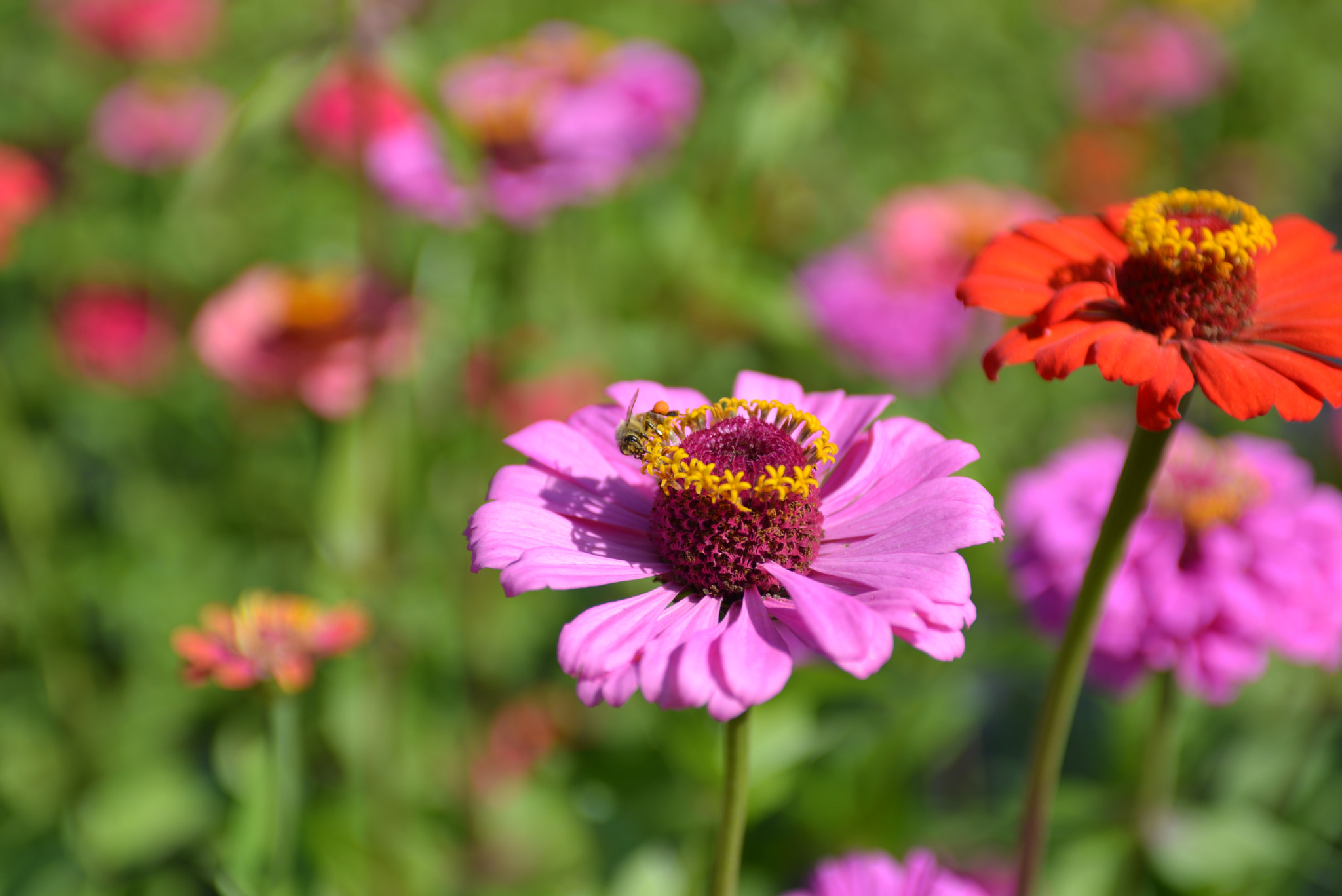 Nikon AF-S Nikkor 28-70mm F2.8 ED-IF sample photo. Zinnia photography