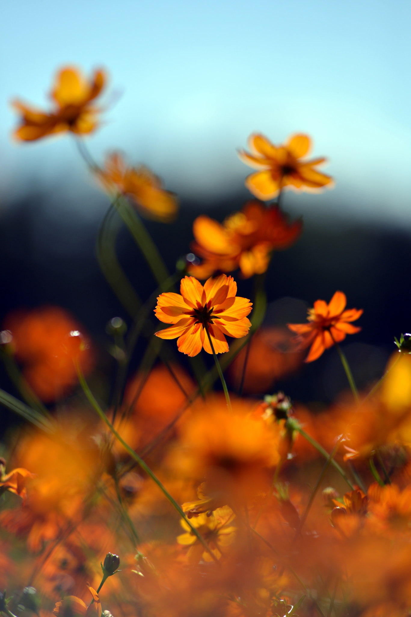 Nikon AF-Nikkor 80-200mm F2.8D ED sample photo. Flowers photography