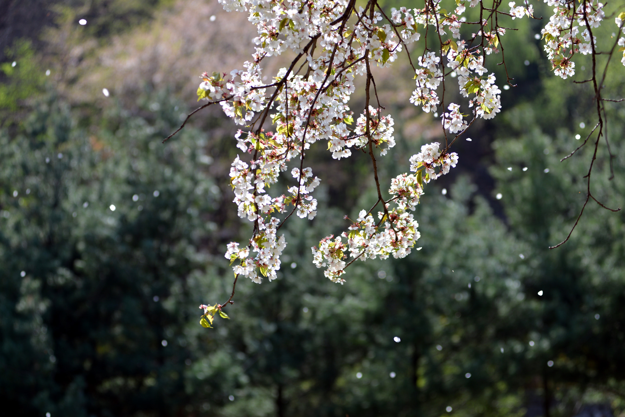Nikon AF-Nikkor 80-200mm F2.8D ED sample photo. Sakura photography