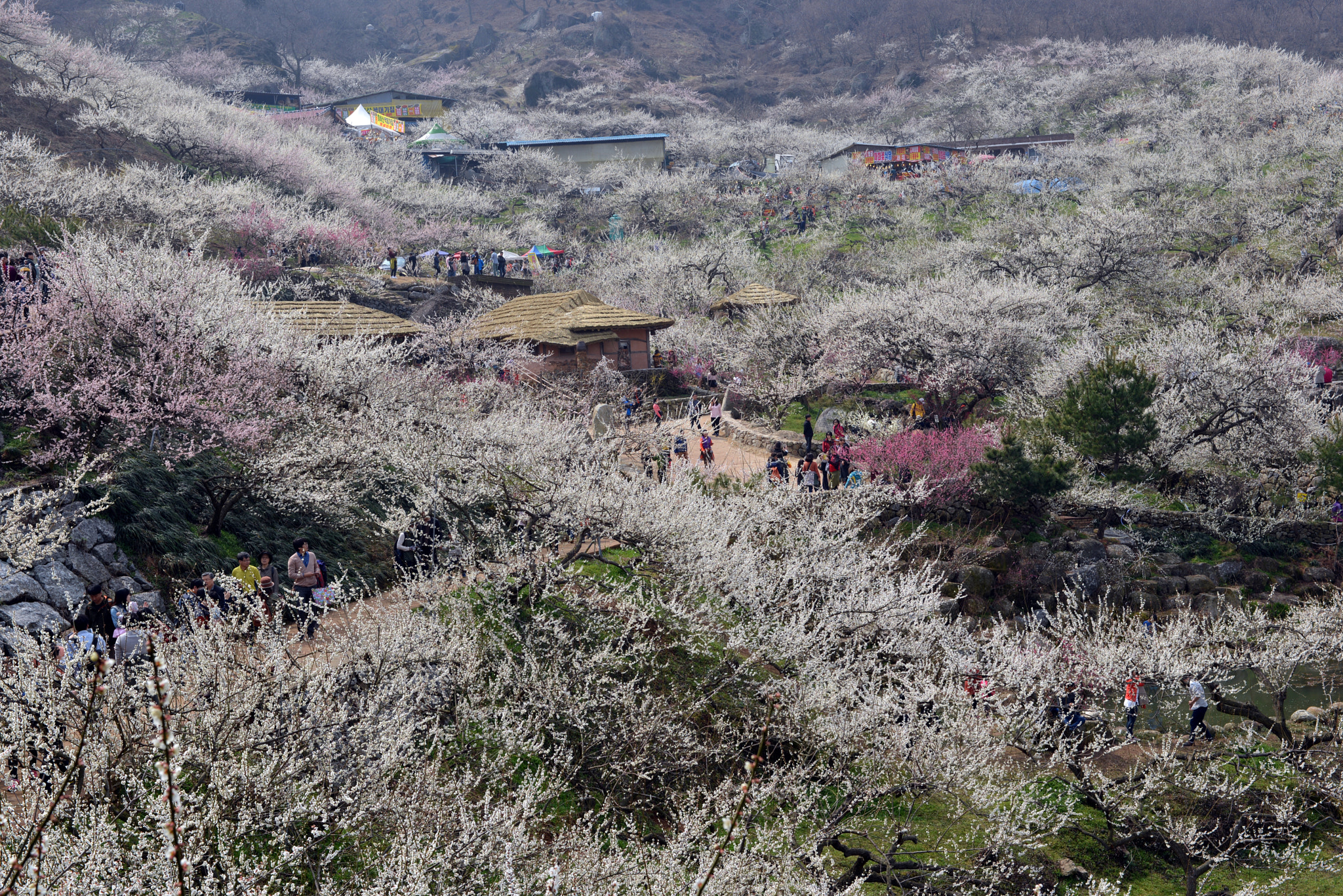 Nikon D600 + Nikon AF-S Nikkor 28-70mm F2.8 ED-IF sample photo. Japanese apricot flower. photography