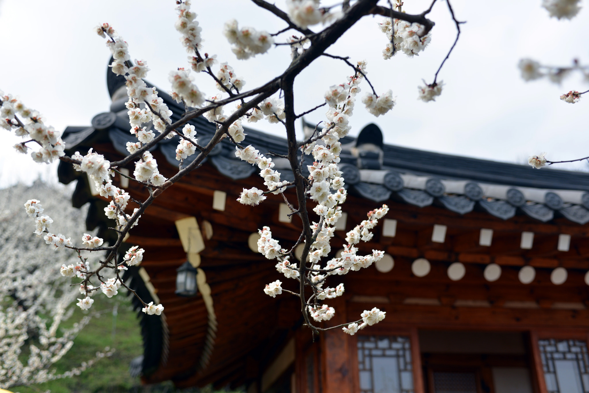 Nikon D600 + Nikon AF-S Nikkor 28-70mm F2.8 ED-IF sample photo. Japanese apricot flower photography