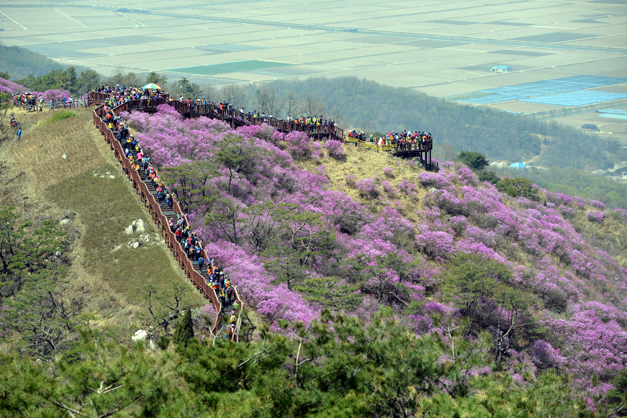 Nikon AF-Nikkor 80-200mm F2.8D ED sample photo. Azalea festival photography
