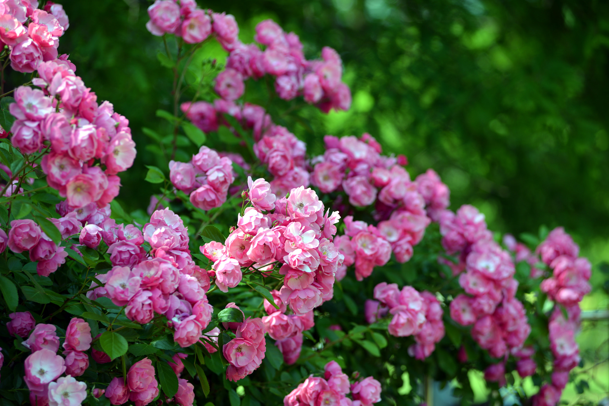 Nikon AF-Nikkor 80-200mm F2.8D ED sample photo. Rose festival photography