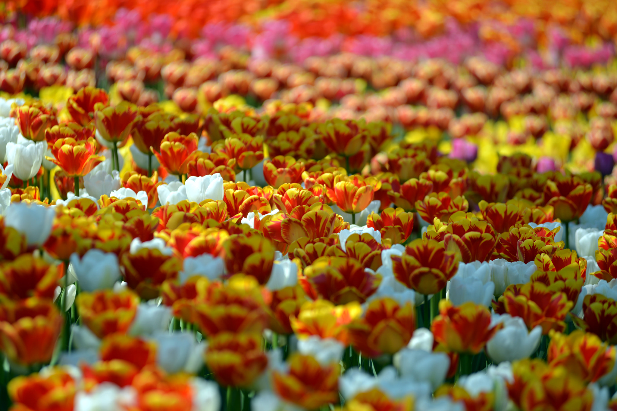 Nikon AF-Nikkor 80-200mm F2.8D ED sample photo. Tulip patchwork photography