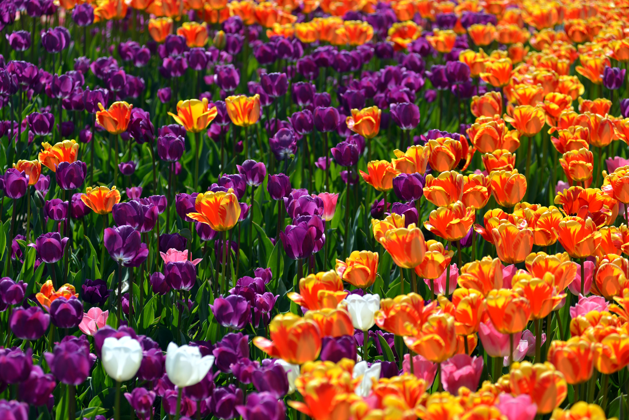 Nikon AF-Nikkor 80-200mm F2.8D ED sample photo. Tulip patchwork photography