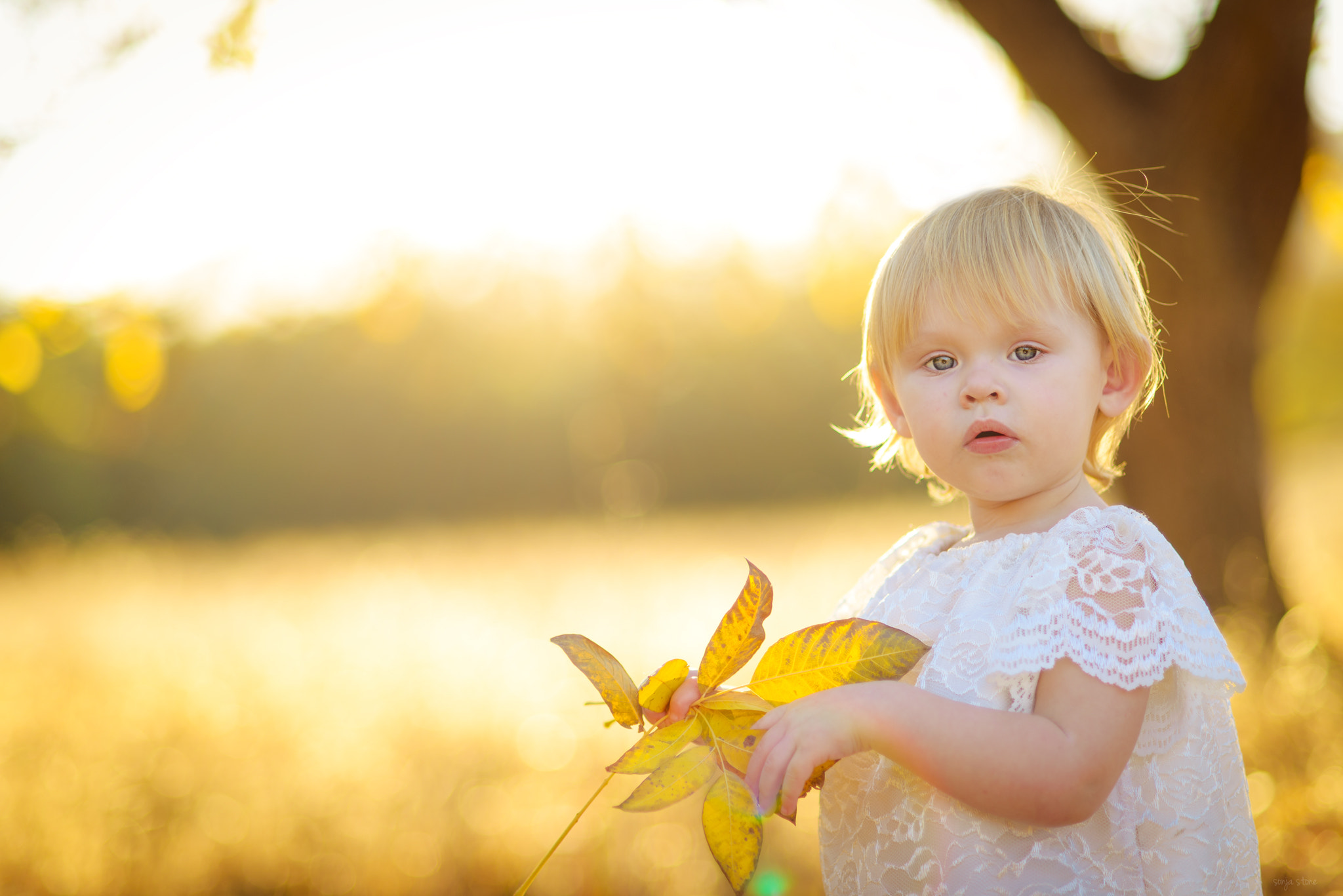 Nikon D600 + AF Nikkor 85mm f/1.8 sample photo. The leaf photography