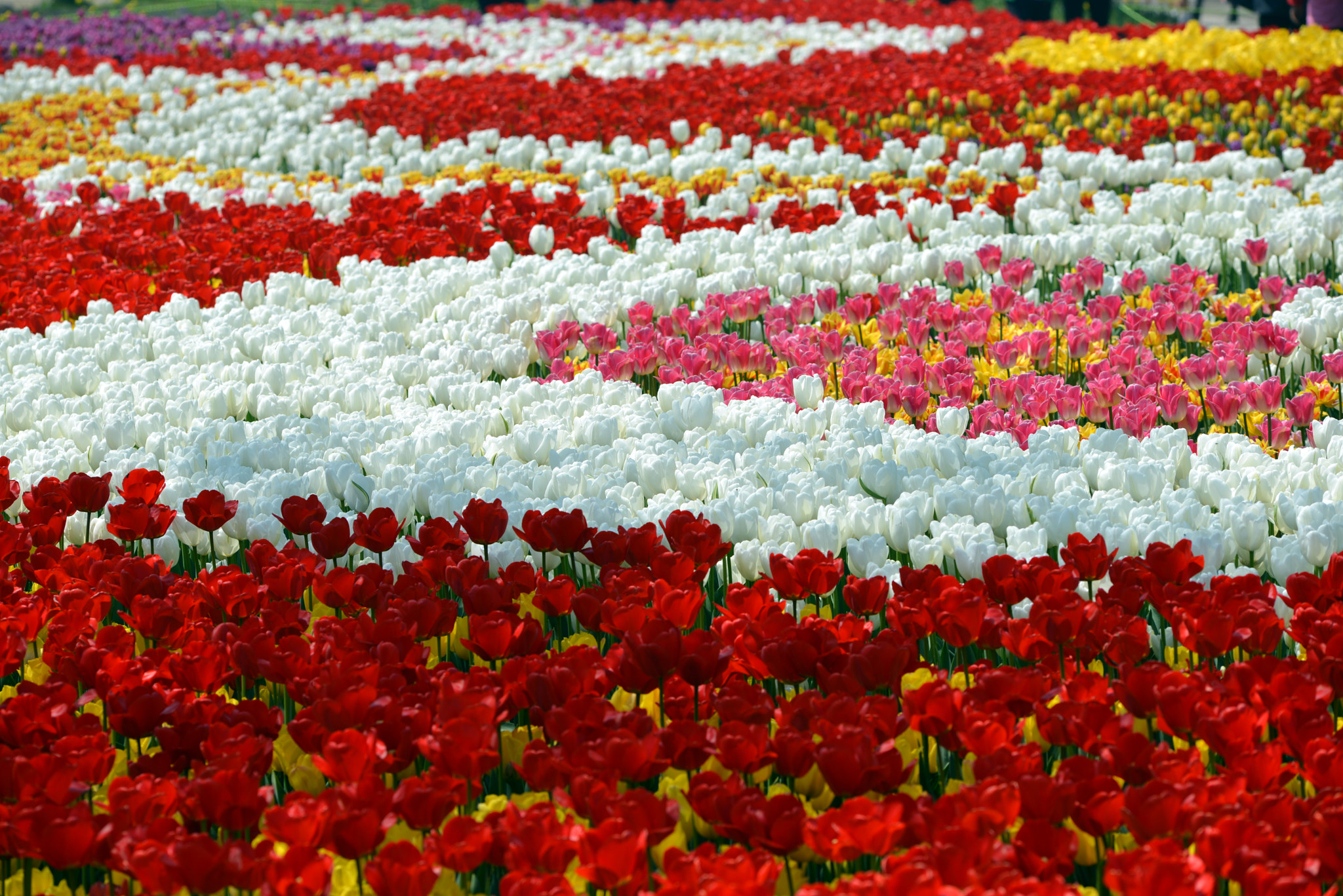 Nikon AF-Nikkor 80-200mm F2.8D ED sample photo. Tulip patchwork photography
