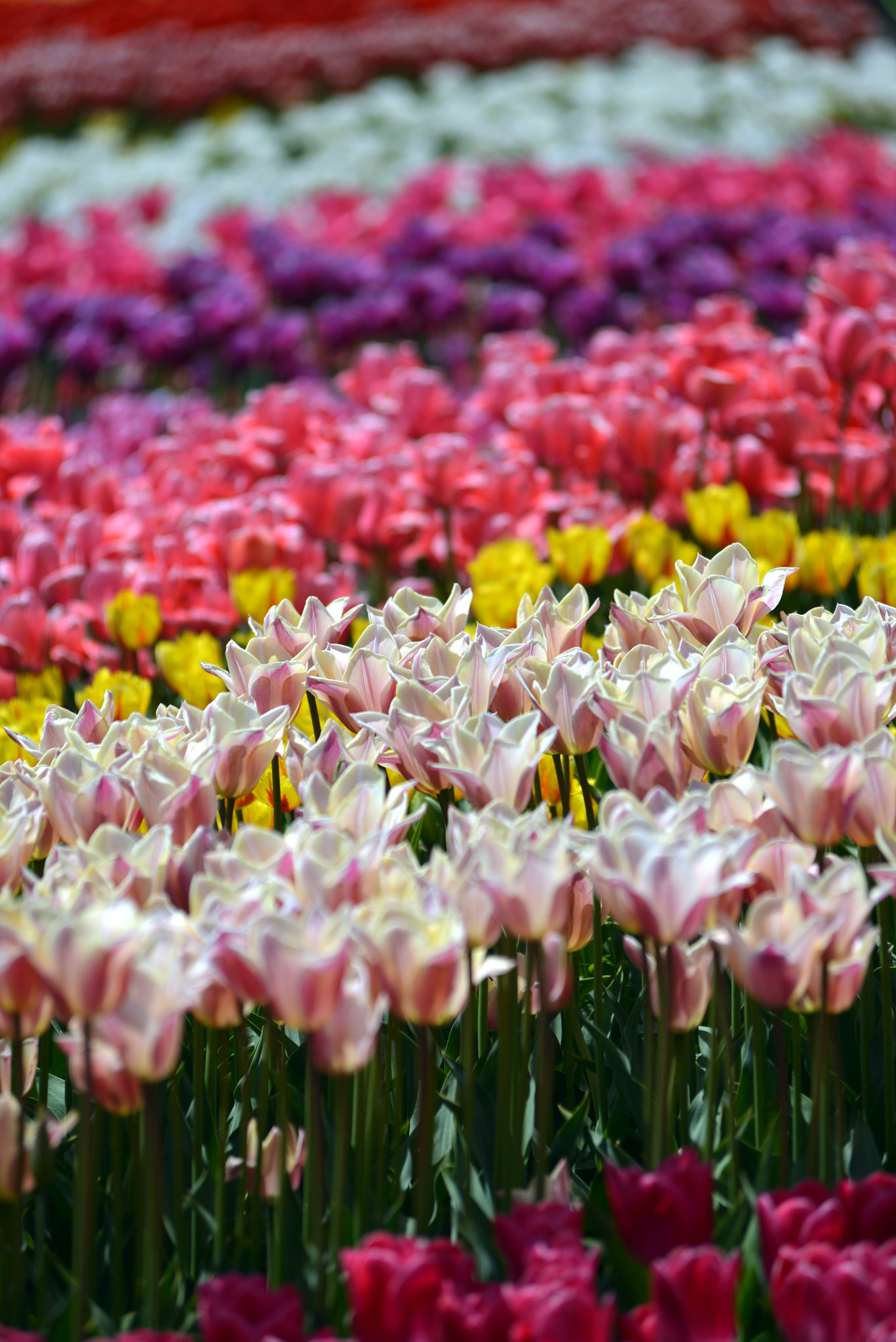 Nikon AF-Nikkor 80-200mm F2.8D ED sample photo. Tulip patchwork photography
