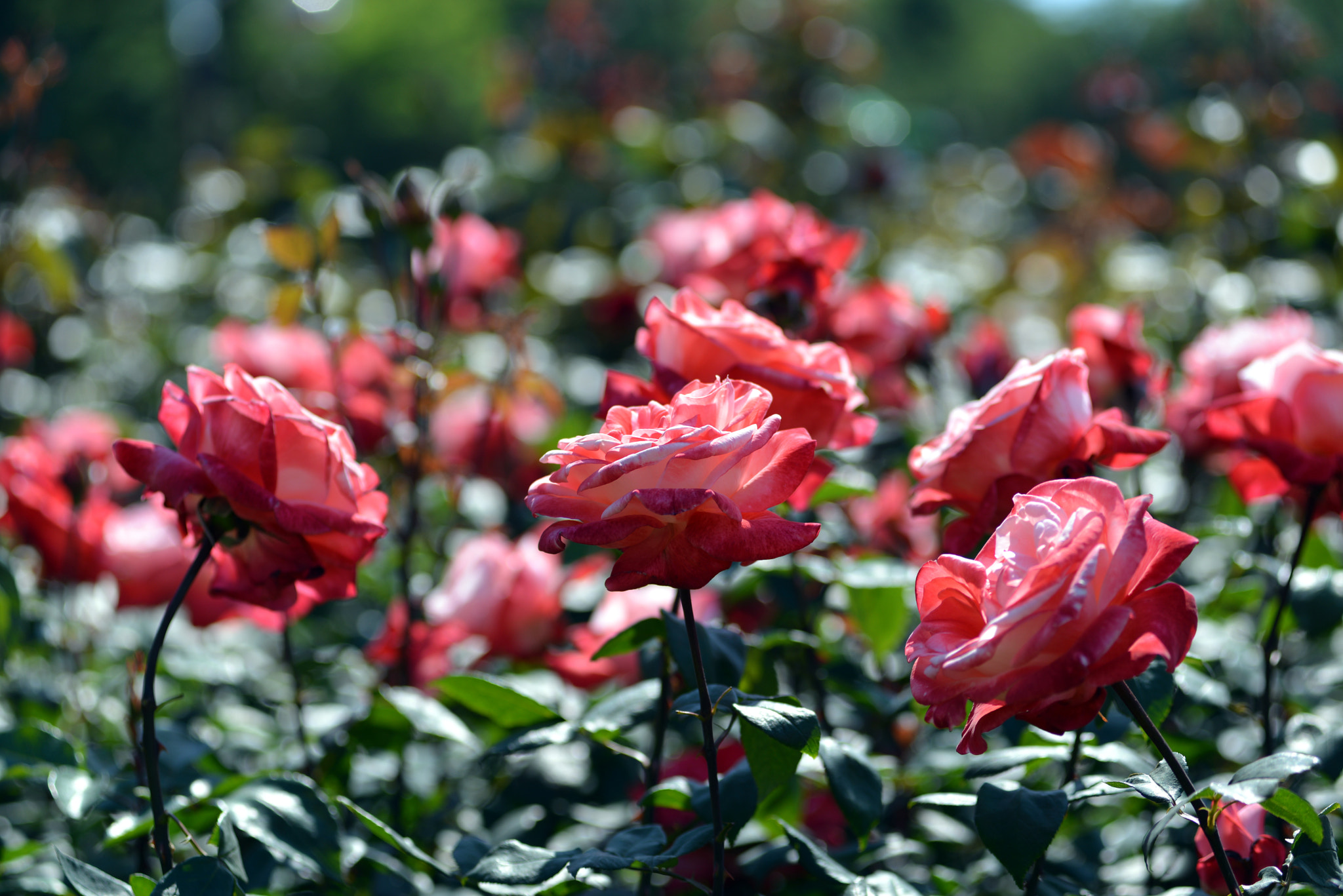 Nikon AF-Nikkor 80-200mm F2.8D ED sample photo. Rose festival in bucheon photography